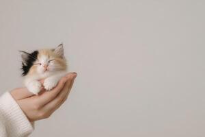 A calico cat relaxes comfortably on a hand against a soft neutral background in a minimalist setting photo