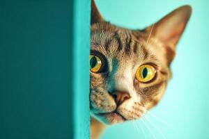 Curious sphynx cat peering from behind a wall in a sunny veterinary clinic during the day photo