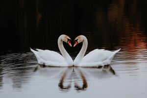 Two swans form a heart shape with their necks on a calm lake at dawn, reflecting a serene and romantic ambiance photo