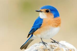 A small blue and orange bird perched on a rock against a soft, earthy background in natural light photo