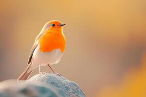 A bluebird with striking orange plumage perched on a rock against a softly blurred brown and grey background photo