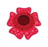 Rafflesia arnoldii flower blooming showing its hole vector