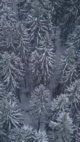 Tall evergreen trees stand covered in fresh snow, creating a serene winter landscape. The soft white snow contrasts with the deep green of the trees beneath a clear sky. vertical video