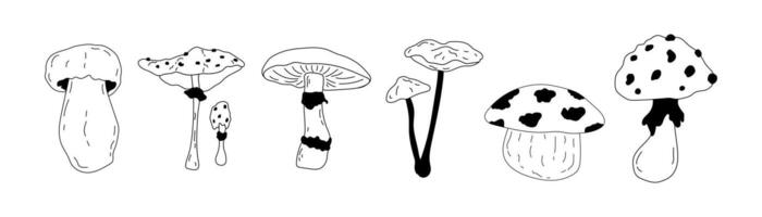 Mushrooms set. Hand drawn illustration of fungus in black and white colors. Drawing of boletus and fly agaric in line art style. Sketch of forest porcini and champignons group. vector