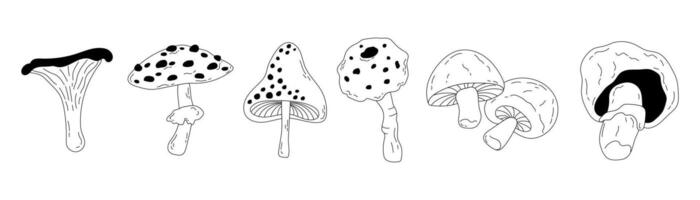 Set of different forest mushrooms drawn in doodle style. Seasonal autumn mushrooms chanterelle, pognanka, fly agaric in line art style. illustration vector