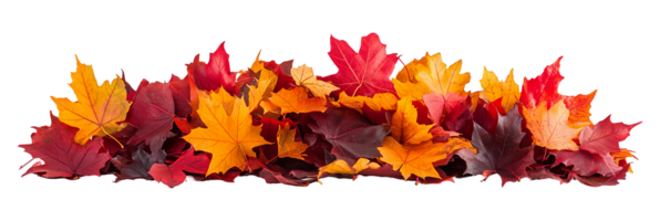 Vibrant orange red maple leaf pile, fall season , cutout isolated on transparent background. Autumn leaves decoration graphic resource png