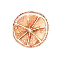 Dried Orange Slice, dehydrated Citrus Fruit. Watercolor illustration in rustic style isolated on white background. Design element for Christmas holiday cozy decorations and prints. vector