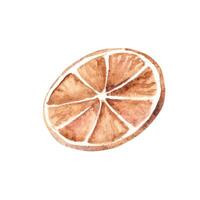 Orange Slice, dry Citrus Fruit. Watercolor illustration in rustic style isolated on white background. Design element for Christmas holiday cozy decorations and prints. vector