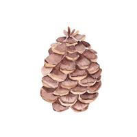 Forest Pine Cone. Watercolor Hand painted illustration isolated on a white background. Design Element for Christmas prints and decorations. vector