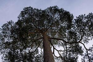 photograph of a pine tree with a view of its crown can create an atmosphere of serenity and natural beauty. The Scandinavian style, known for its simplicity and minimalism, photo