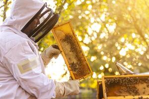 Beekeeper on an apiary, beekeeper is working with bees and beehives on the apiary, beekeeping or apiculture concept photo