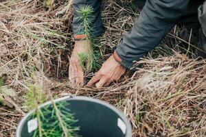 Man planting young tree seedling of conifer in the forest, save the planet, oxygen for the planet, nature concept photo