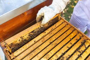 Beekeeper on an apiary, beekeeper is working with bees and beehives on the apiary, beekeeping or apiculture concept photo