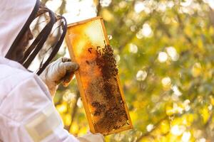 Beekeeper on an apiary, beekeeper is working with bees and beehives on the apiary, beekeeping or apiculture concept photo