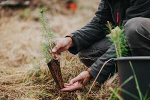 Man planting young tree seedling of conifer in the forest, save the planet, oxygen for the planet, nature concept photo