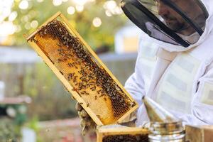 Beekeeper on an apiary, beekeeper is working with bees and beehives on the apiary, beekeeping or apiculture concept photo