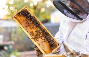 Beekeeper on an apiary, beekeeper is working with bees and beehives on the apiary, beekeeping or apiculture concept photo