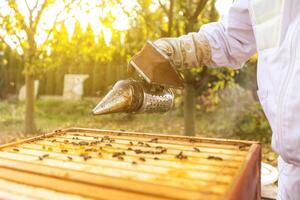 Beekeeper on an apiary, beekeeper is working with bees and beehives on the apiary, beekeeping or apiculture concept photo