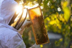Beekeeper on an apiary, beekeeper is working with bees and beehives on the apiary, beekeeping or apiculture concept photo
