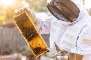 Beekeeper on an apiary, beekeeper is working with bees and beehives on the apiary, beekeeping or apiculture concept photo