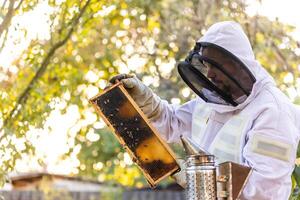 Beekeeper on an apiary, beekeeper is working with bees and beehives on the apiary, beekeeping or apiculture concept photo
