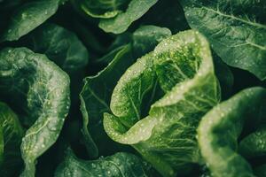 lettuce leaves close up photo