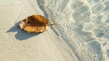 Leaf floating gently on the surface of clear sand beach water tranquility peacefulness copy space background photo