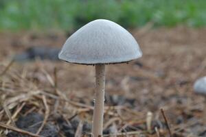 Photo of a small mushroom.