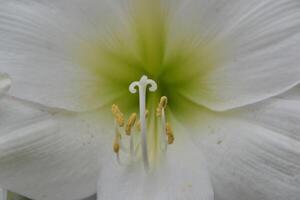 Photo of a white flower.