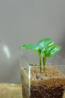 close up sirih gading plant or plant with the scientific name Epipremnum aureum, photo
