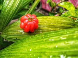 Tropical fruit. The Brazilian cherry or Pitanga also know as Eugenia uniflora, ripening on the pitangueira tree. Red fruit. photo