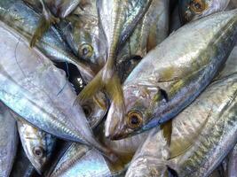 A pile of raw mackerel or in scientific terms called Rastrelliger photo
