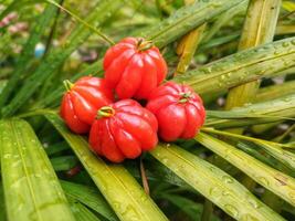 Tropical fruit. The Brazilian cherry or Pitanga also know as Eugenia uniflora, ripening on the pitangueira tree. Red fruit. photo