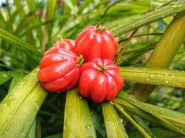 Tropical fruit. The Brazilian cherry or Pitanga also know as Eugenia uniflora, ripening on the pitangueira tree. Red fruit. photo