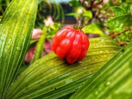 Tropical fruit. The Brazilian cherry or Pitanga also know as Eugenia uniflora, ripening on the pitangueira tree. Red fruit. photo