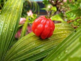 Tropical fruit. The Brazilian cherry or Pitanga also know as Eugenia uniflora, ripening on the pitangueira tree. Red fruit. photo