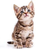 Cute playful funny kitten looking up isolated on white background photo