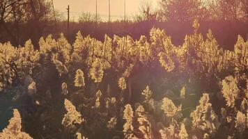 reeds swaying in the wind in the evening sun video