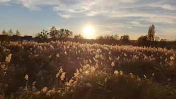 Swaying reeds in wind by river against golden sunset background video