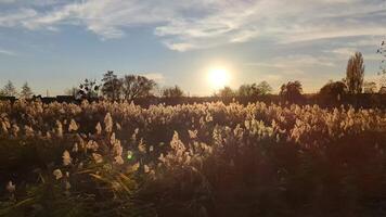 reeds swaying in the wind in the evening sun video