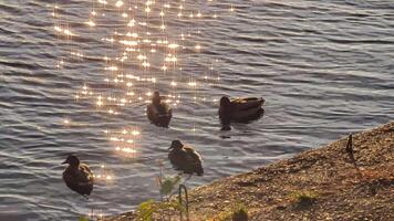 ducks swimming in the lake, ducks and wild birds, duck family video