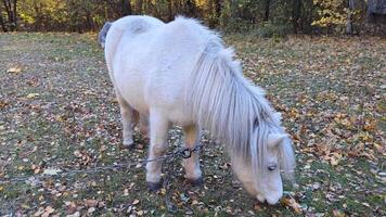 A pony is grazing in a meadow video