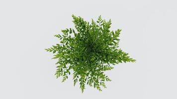 tree top view plant landscape architecture nature garden aerial render. trees branch isolate collection illustration environment green botany urban bush park. tree architecture conifer decorative. video
