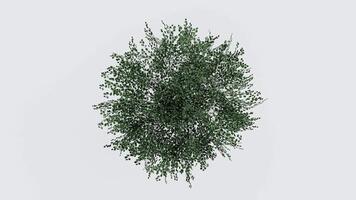 tree top view plant landscape architecture nature garden aerial render. trees branch isolate collection illustration environment green botany urban bush park. tree architecture conifer decorative. video