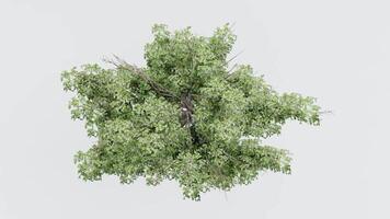 tree top view plant landscape architecture nature garden aerial render. trees branch isolate collection illustration environment green botany urban bush park. tree architecture conifer decorative. video