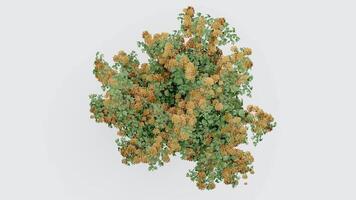 tree top view plant landscape architecture nature garden aerial render. trees branch isolate collection illustration environment green botany urban bush park. tree architecture conifer decorative. video
