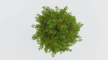 tree top view plant landscape architecture nature garden aerial render. trees branch isolate collection illustration environment green botany urban bush park. tree architecture conifer decorative. video