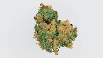 tree top view plant landscape architecture nature garden aerial render. trees branch isolate collection illustration environment green botany urban bush park. tree architecture conifer decorative. video