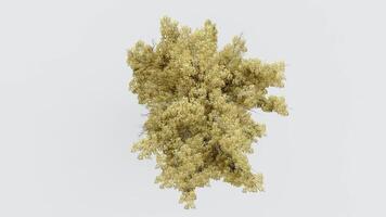 tree top view plant landscape architecture nature garden aerial render. trees branch isolate collection illustration environment green botany urban bush park. tree architecture conifer decorative. video