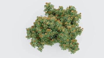 tree top view plant landscape architecture nature garden aerial render. trees branch isolate collection illustration environment green botany urban bush park. tree architecture conifer decorative. video